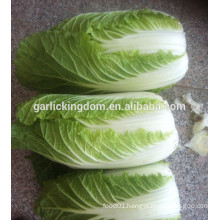 sell new crop fresh Chinese Cabbage from Good Farmer